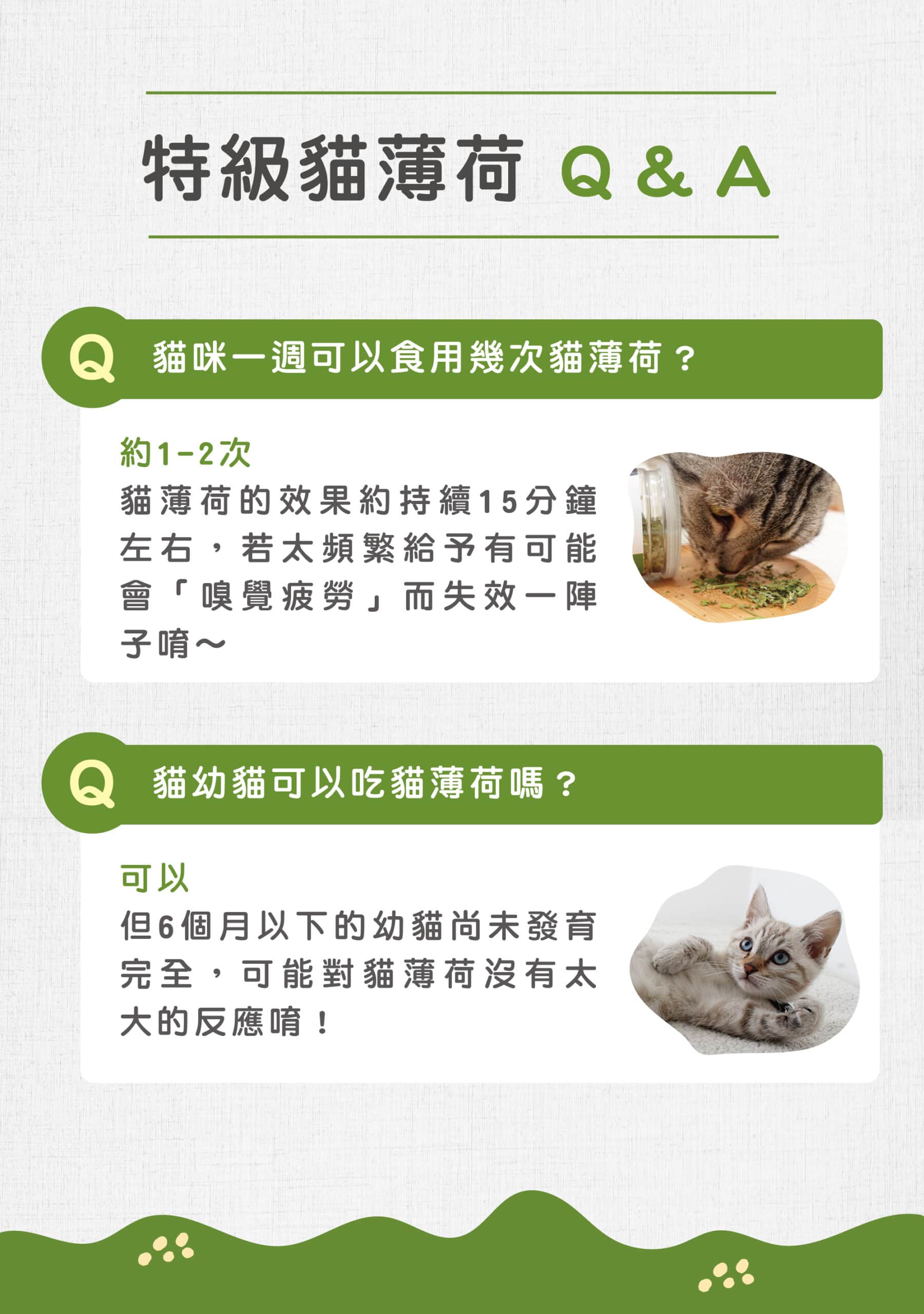 貓後苑CatGarden 特級貓薄荷草 13 12 QA scaled