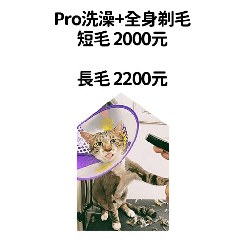 6. Pro洗澡+全身剃毛 $2000~$2200