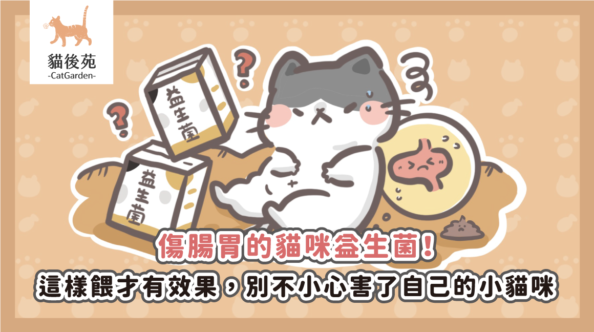 傷腸胃的貓咪益生菌！