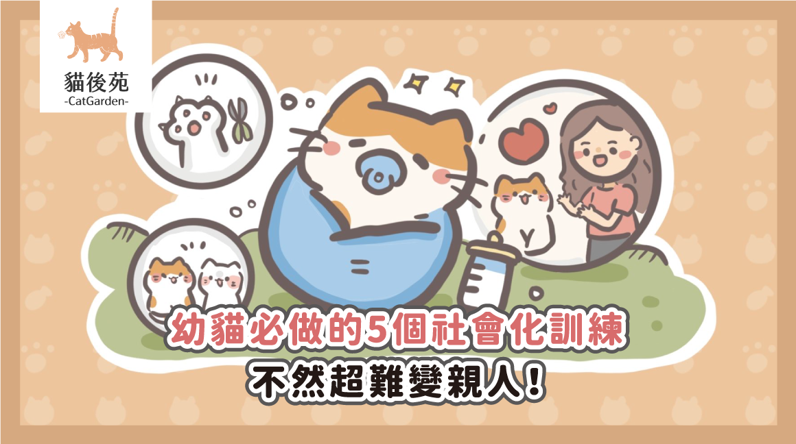 幼貓必做的5個社會化訓練，不然超難變親人！
