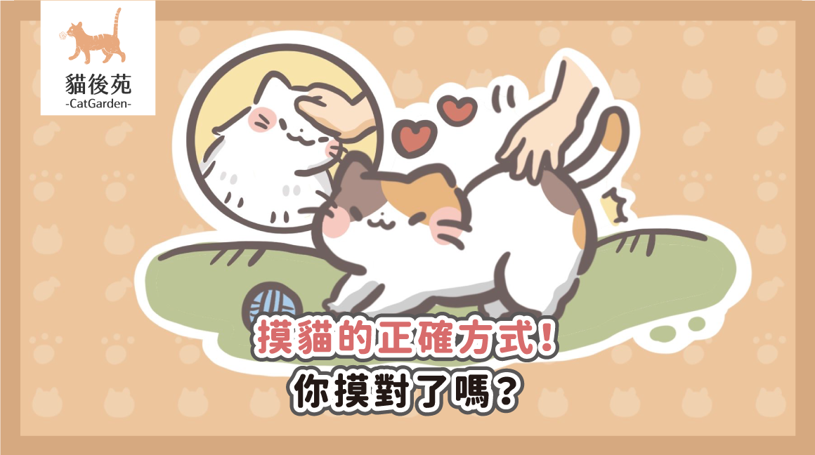 摸貓的正確方式！你摸對了嗎？