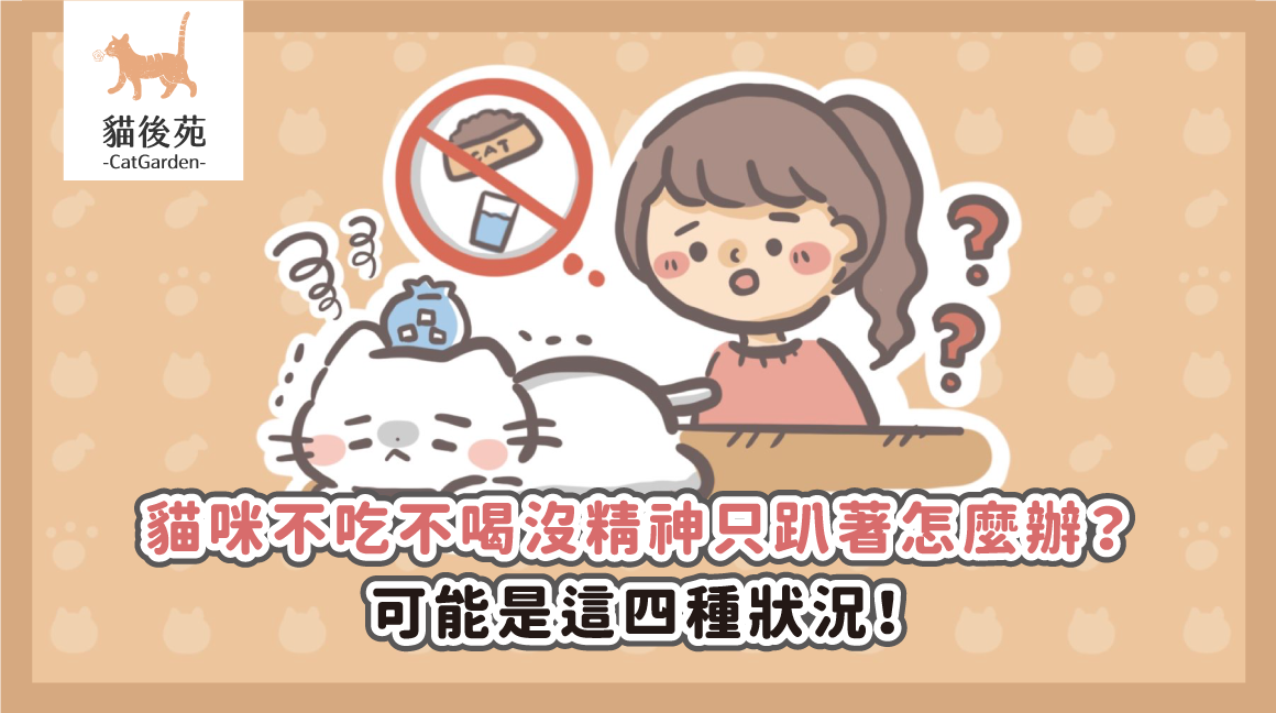貓咪不吃不喝沒精神只趴著怎麼辦？可能是這四種狀況！