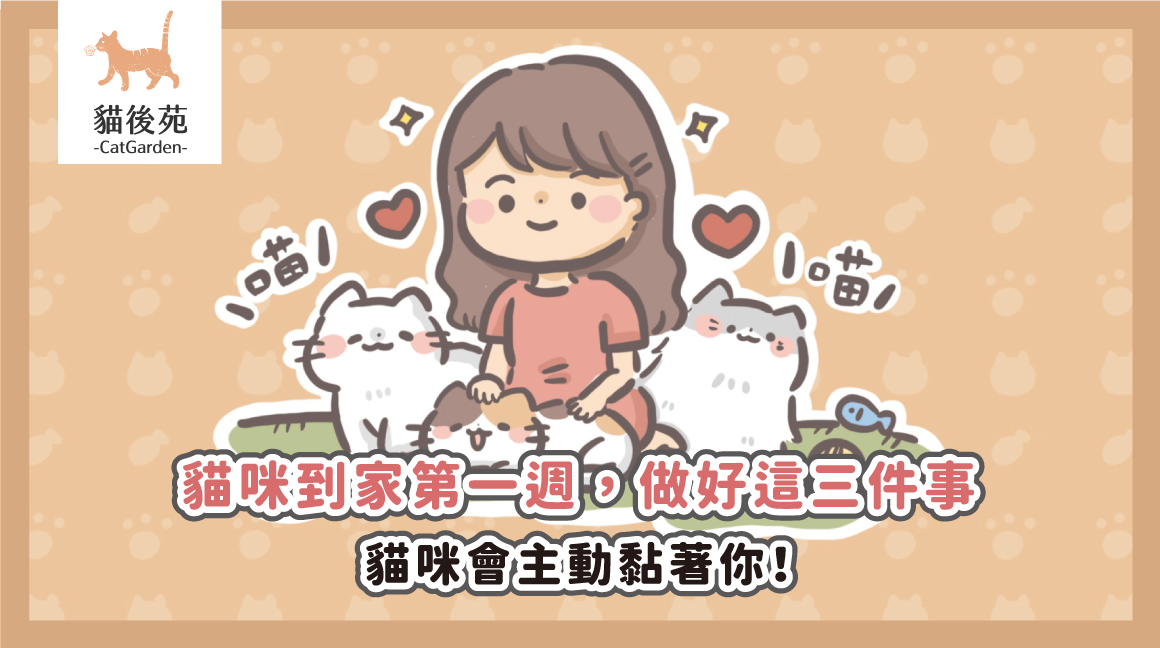 貓咪到家第一週，做好這三件事，貓咪會主動黏著你！