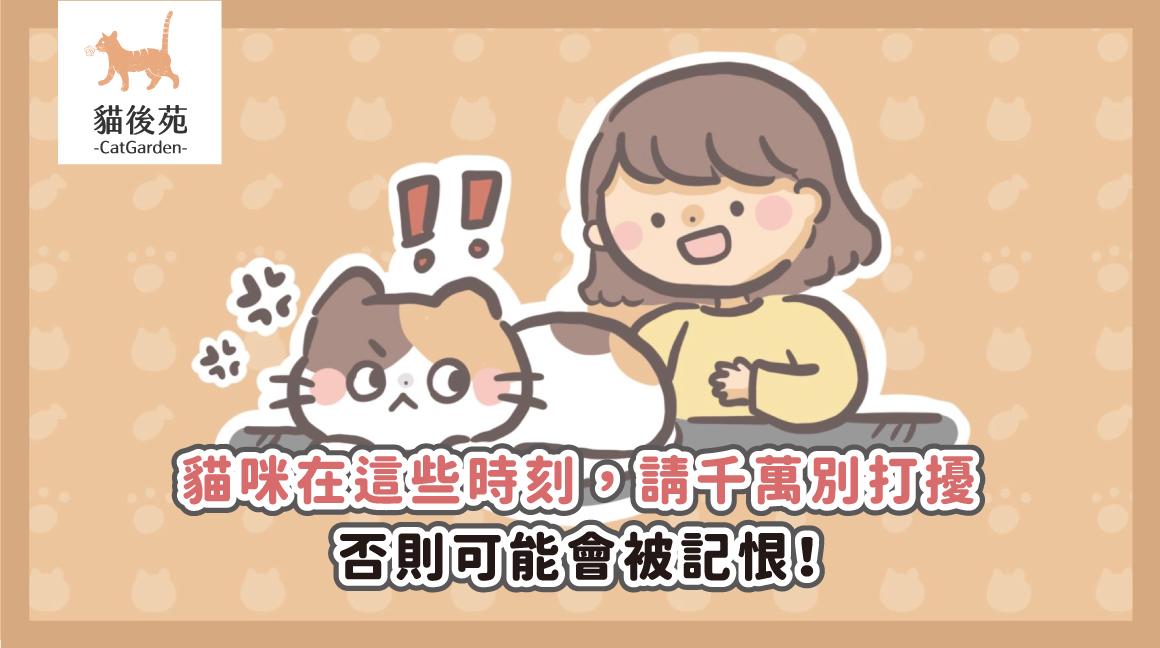貓咪在這些時刻，請千萬別打擾，否則可能會被記恨！