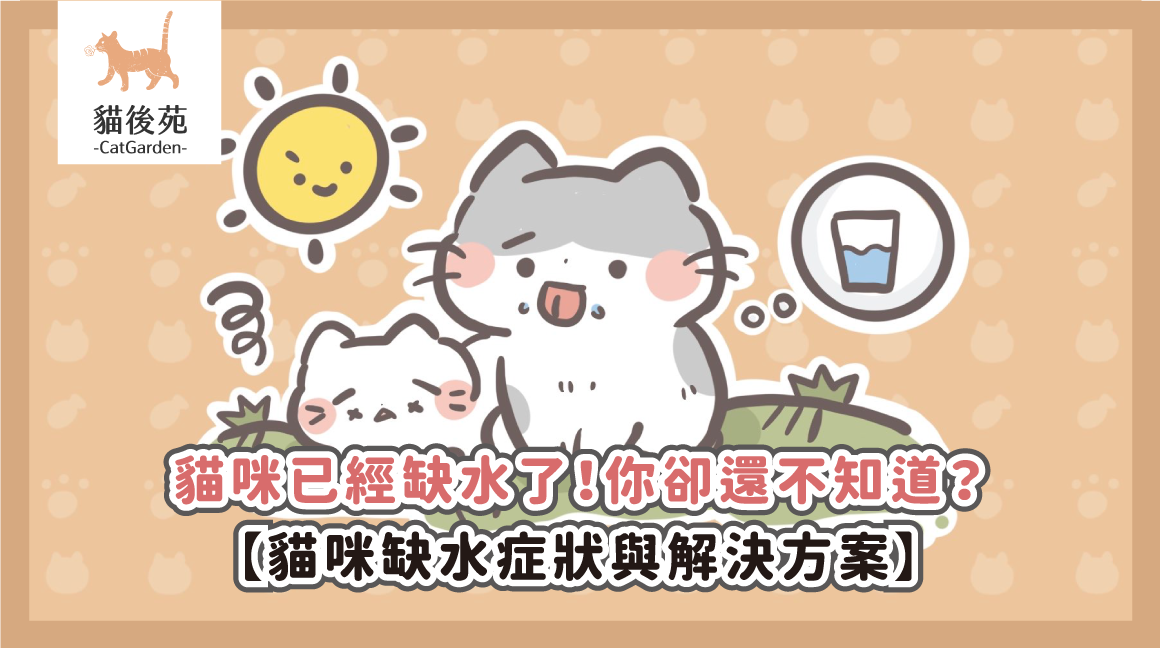 貓咪已經缺水了！你卻還不知道？