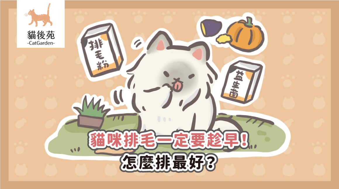 貓咪排毛一定要趁早！怎麼排最好？