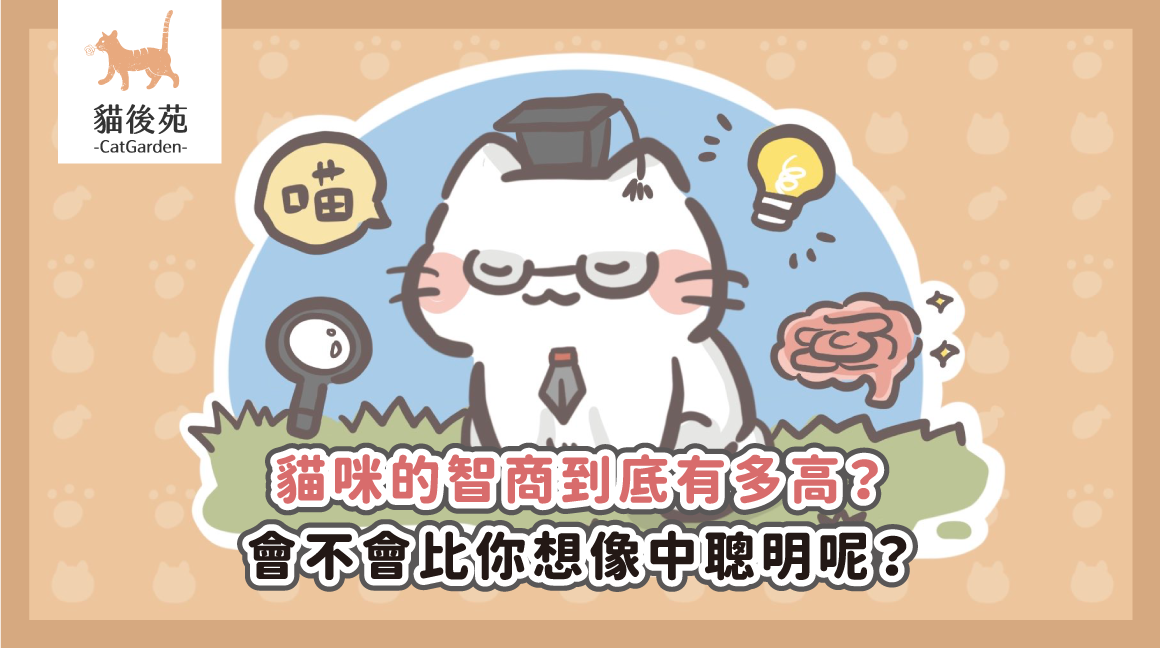 貓咪的智商到底有多高？會不會比你想像中聰明呢？