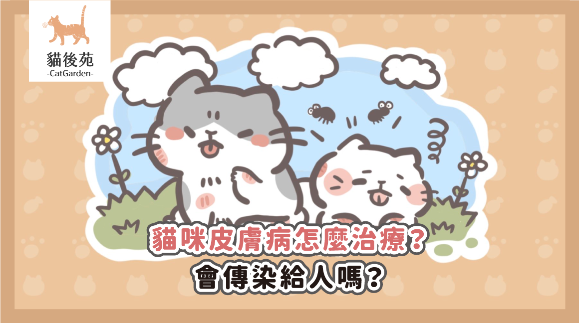 貓咪皮膚病怎麼治療？會傳染給人嗎？