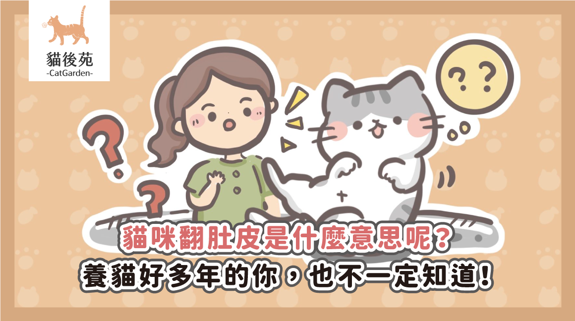 貓咪翻肚皮是什麼意思呢？養貓好多年的你，也不一定知道！
