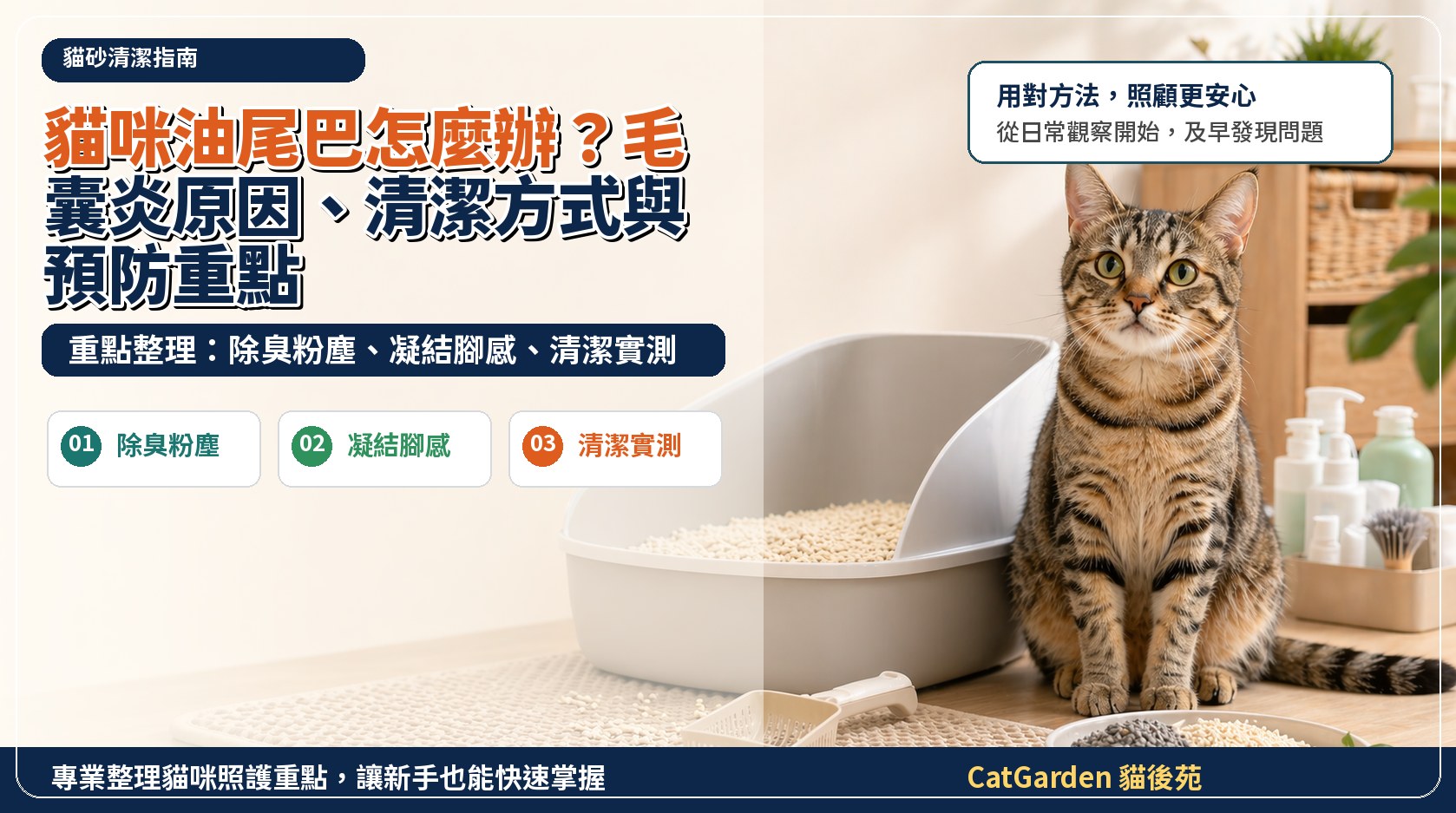 貓咪油尾巴怎麼辦？毛囊炎原因、清潔方式與預防重點 封面圖