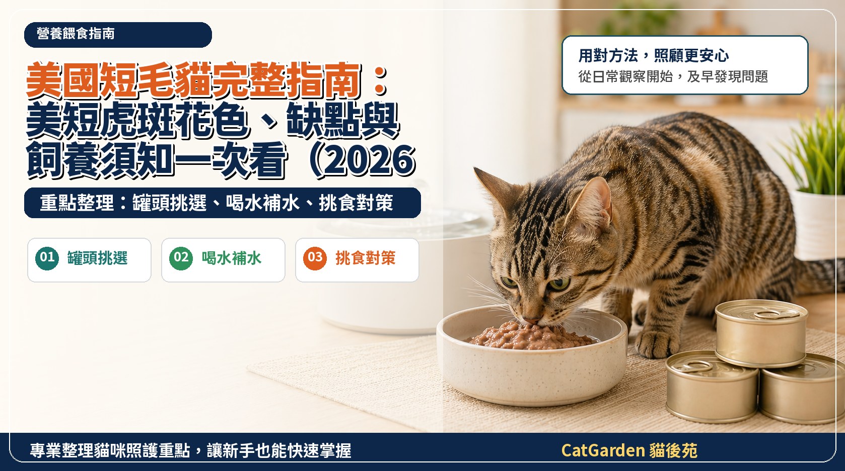 美國短毛貓完整指南：美短虎斑花色、缺點與飼養須知一次看（2026） 封面圖