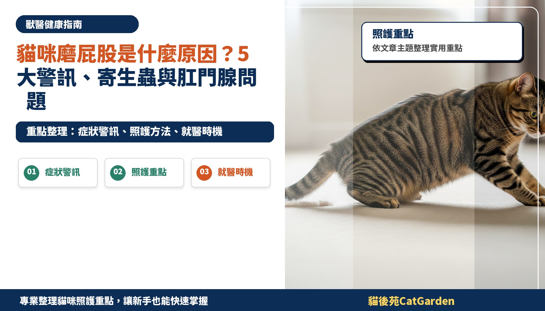 貓咪磨屁股是什麼原因？5 大警訊、寄生蟲與肛門腺問題