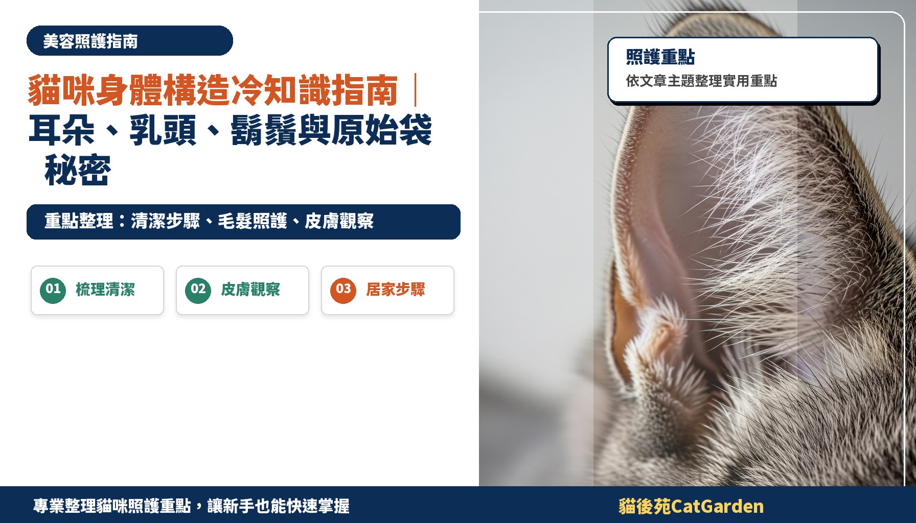 貓咪身體構造冷知識指南｜耳朵、乳頭、鬍鬚與原始袋秘密
