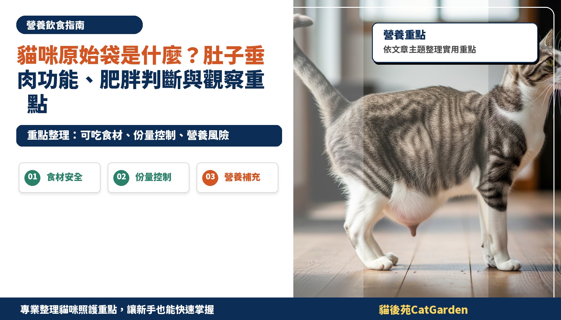 貓咪原始袋是什麼？肚子垂肉功能、肥胖判斷與觀察重點