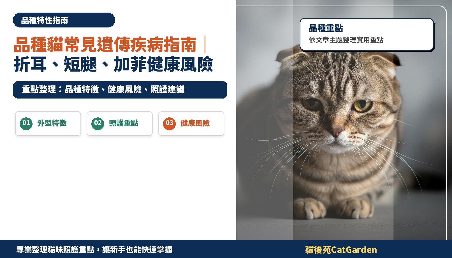 品種貓常見遺傳疾病指南｜折耳、短腿、加菲健康風險