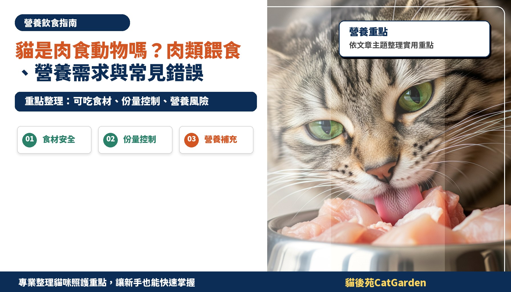 貓是肉食動物嗎？肉類餵食、營養需求與常見錯誤