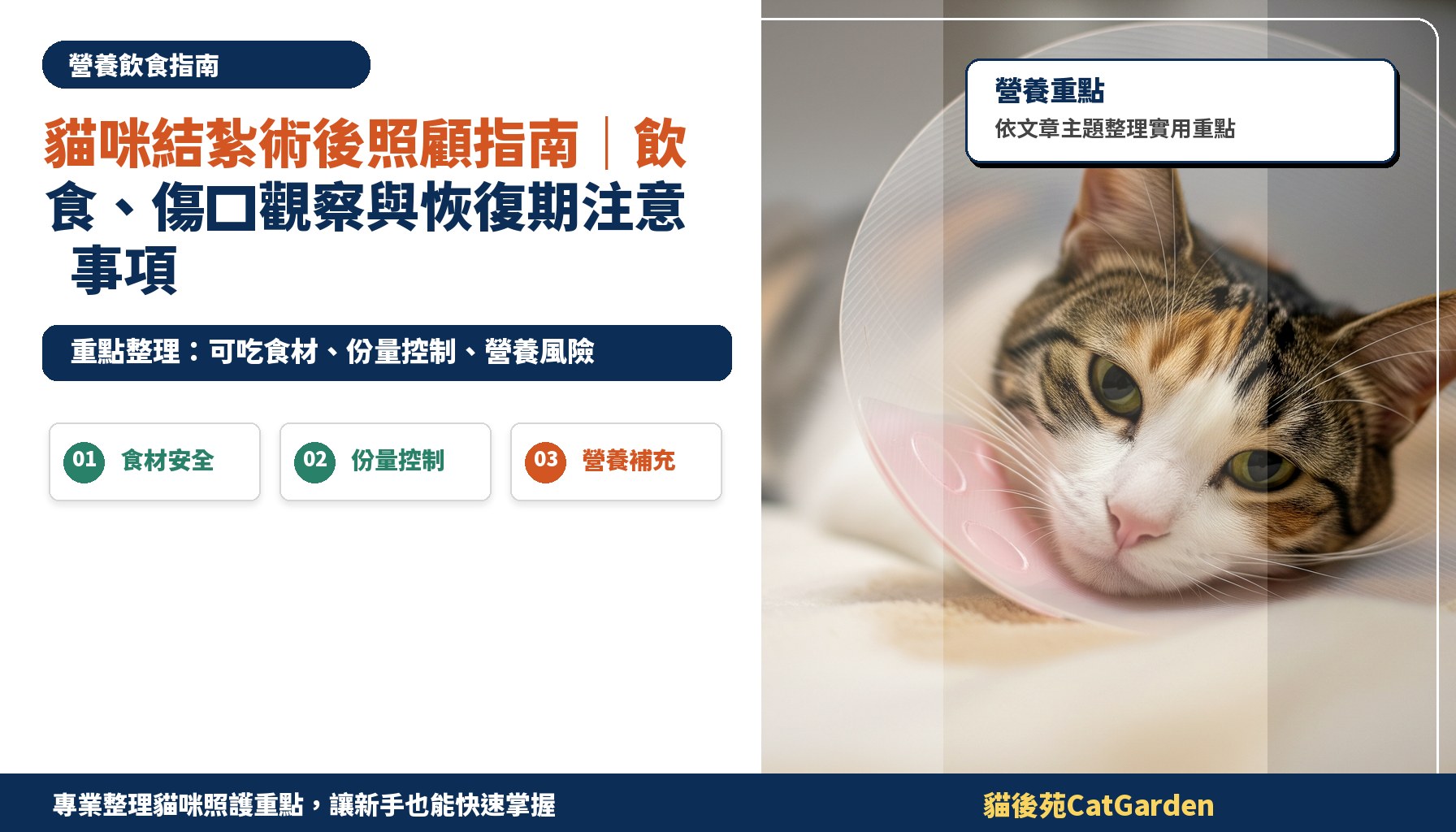貓咪結紮術後照顧指南｜飲食、傷口觀察與恢復期注意事項
