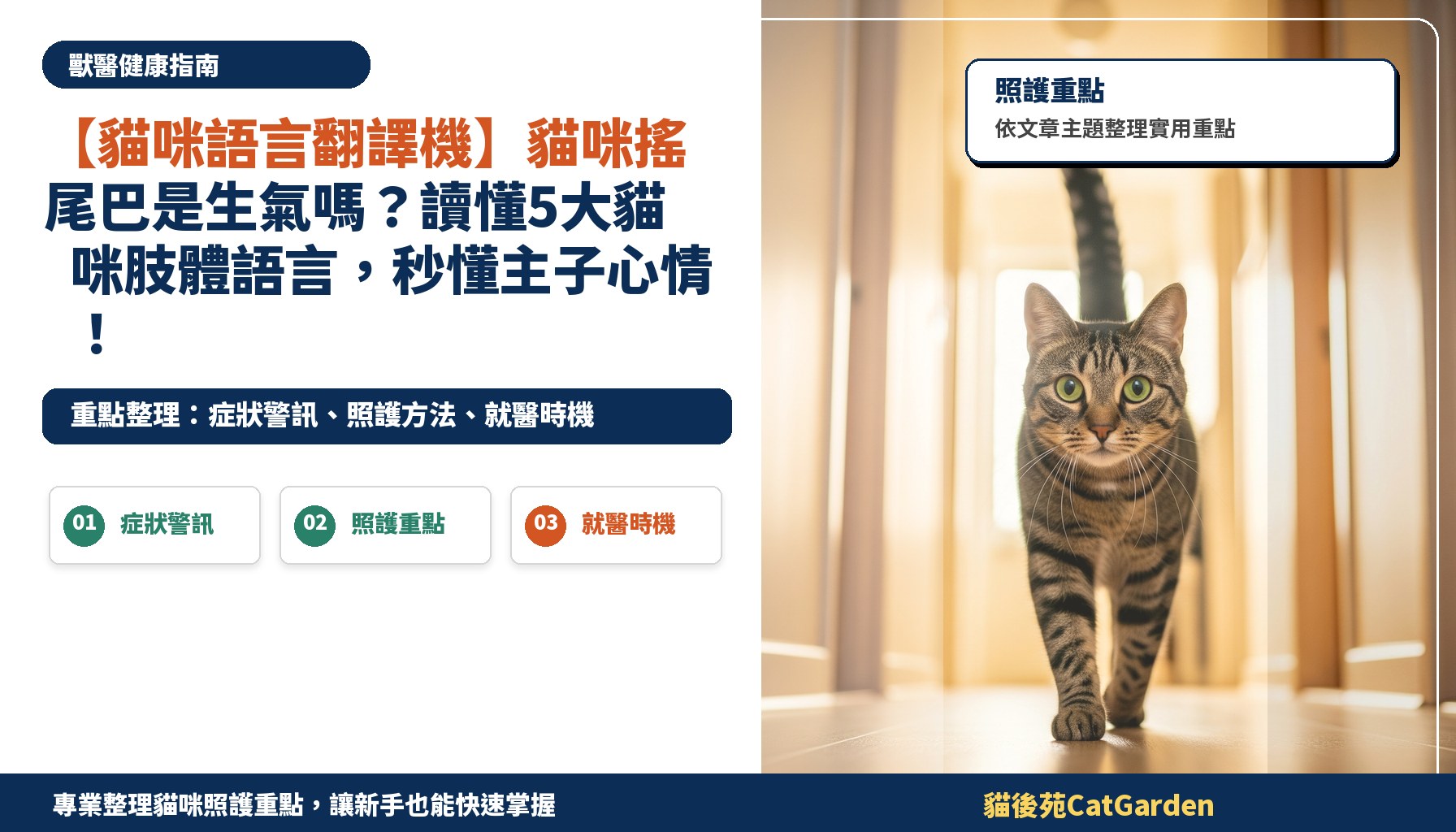 【貓咪語言翻譯機】貓咪搖尾巴是生氣嗎？讀懂5大貓咪肢體語言，秒懂主子心情！