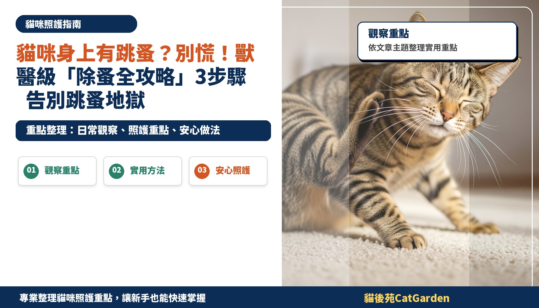 貓咪身上有跳蚤？別慌！獸醫級「除蚤全攻略」3步驟告別跳蚤地獄