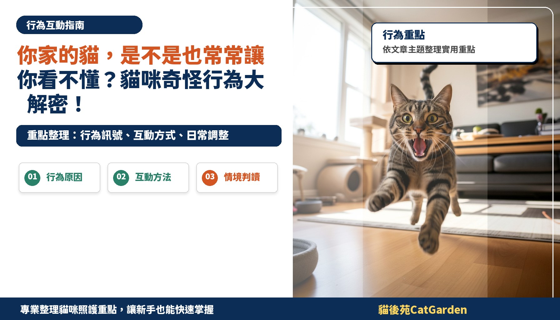 你家的貓，是不是也常常讓你看不懂？貓咪奇怪行為大解密！