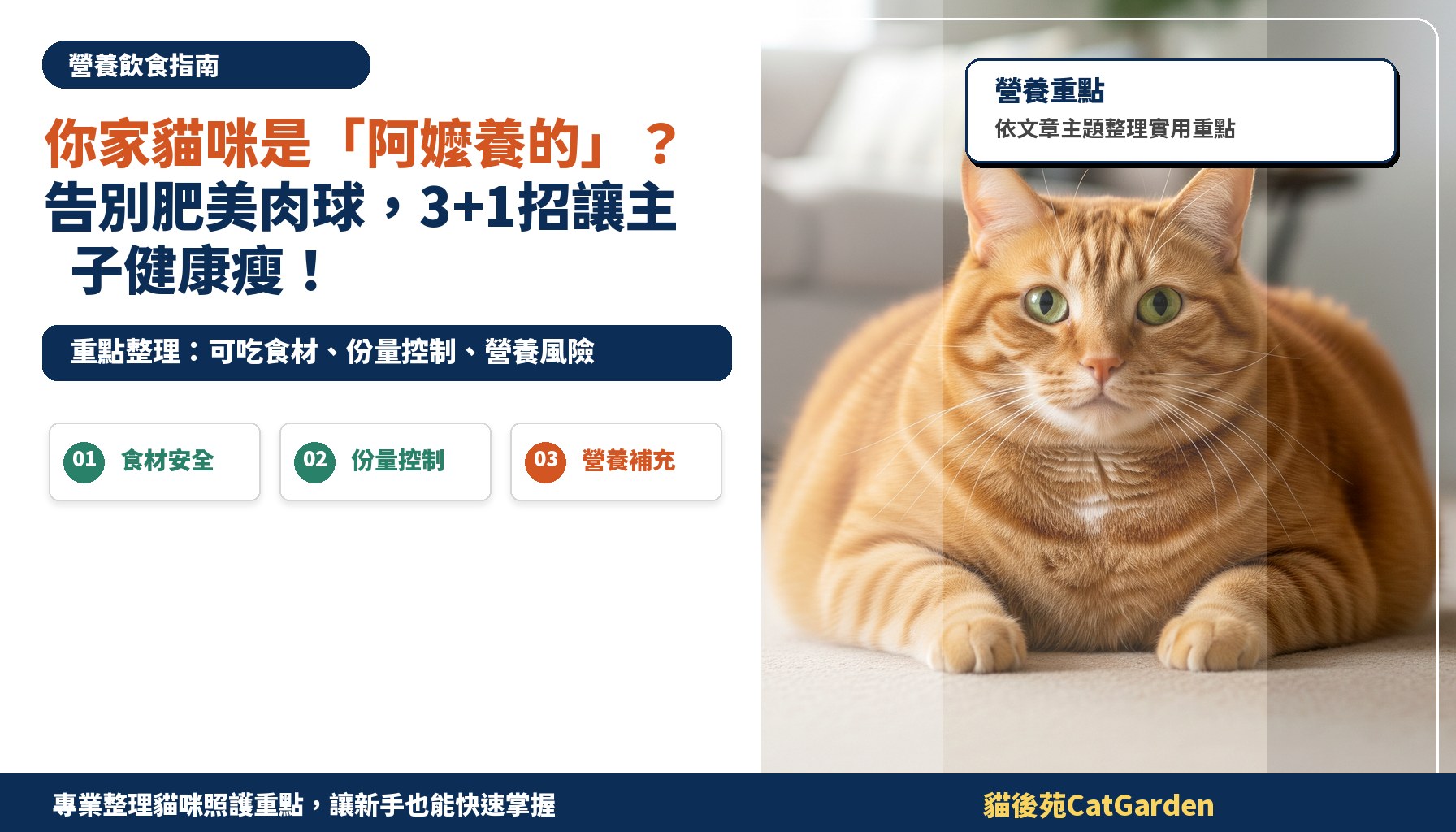 你家貓咪是「阿嬤養的」？告別肥美肉球，3+1招讓主子健康瘦！