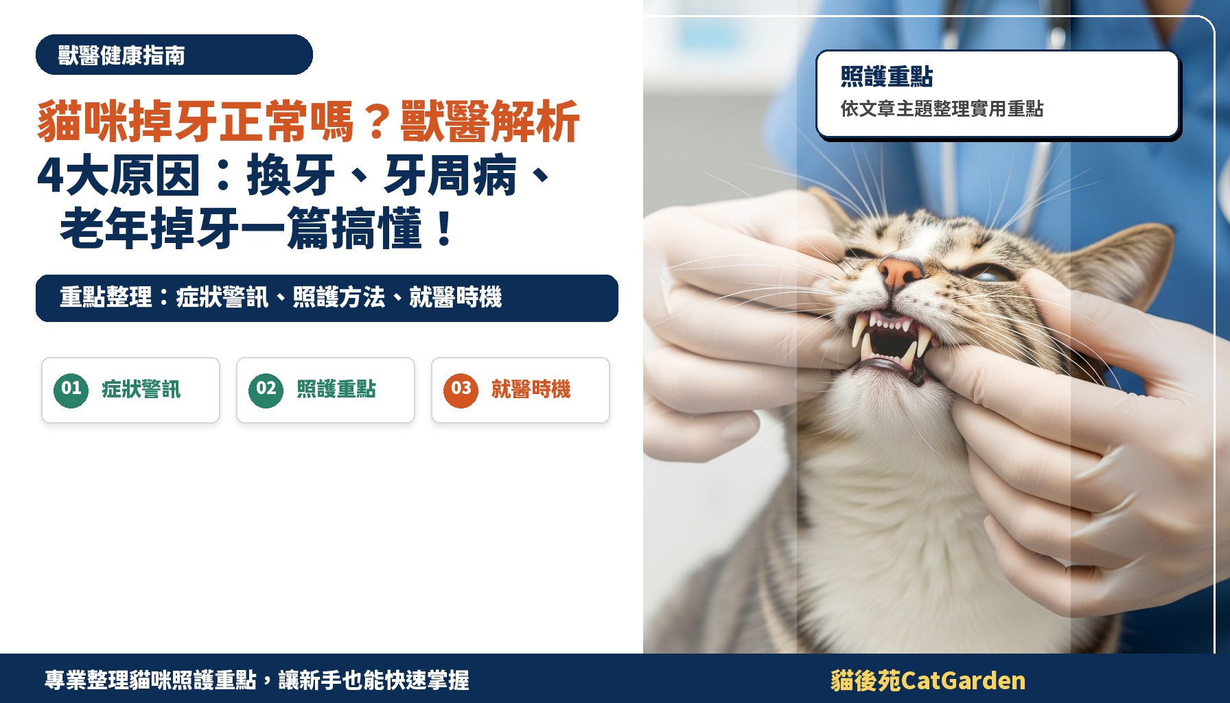 貓咪掉牙正常嗎？獸醫解析4大原因：換牙、牙周病、老年掉牙一篇搞懂！