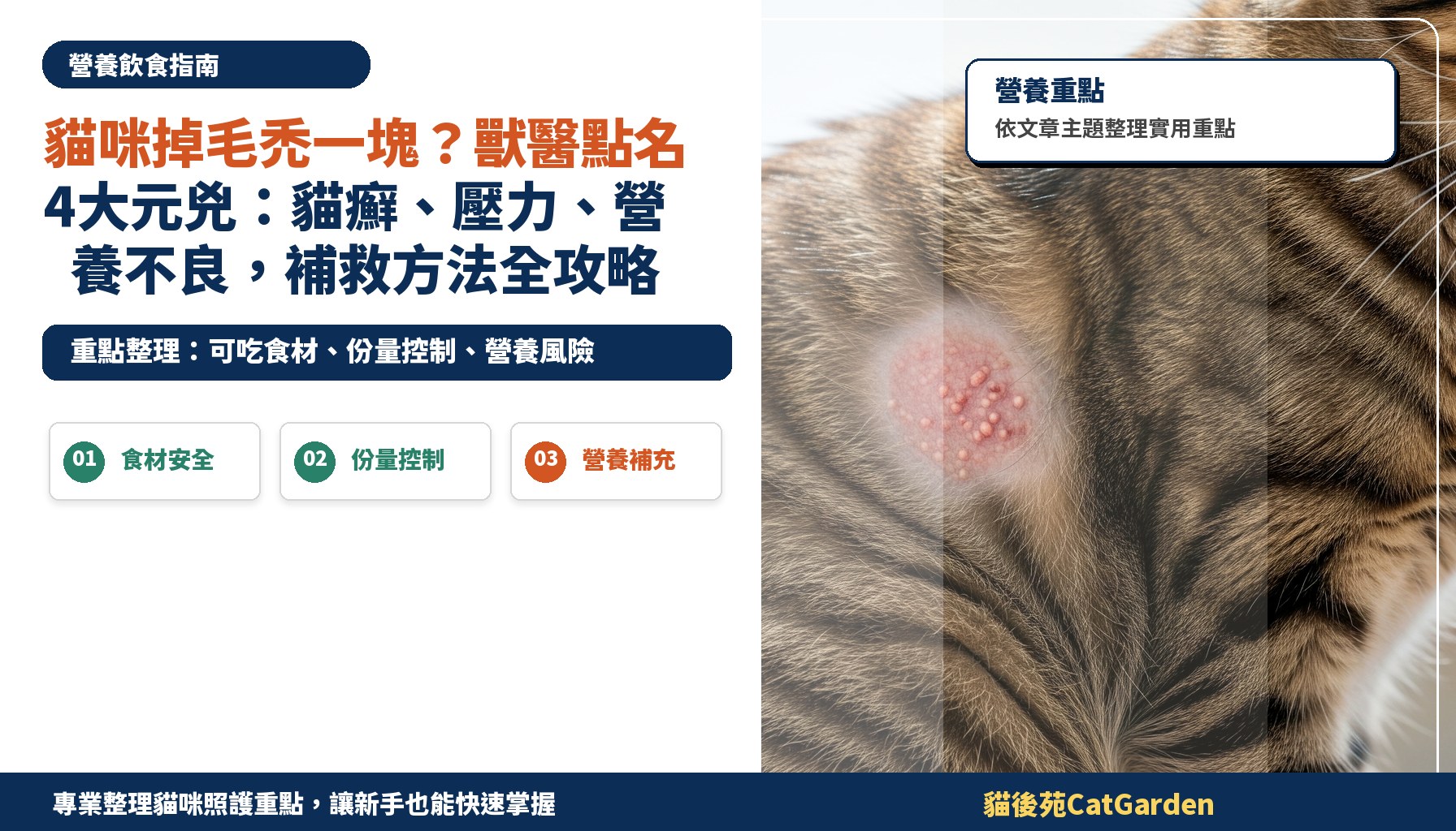 貓咪掉毛禿一塊？獸醫點名4大元兇：貓癬、壓力、營養不良，補救方法全攻略