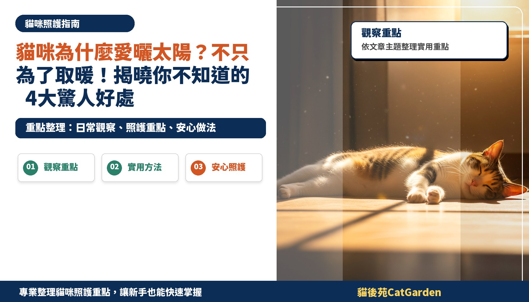 貓咪為什麼愛曬太陽？不只為了取暖！揭曉你不知道的4大驚人好處