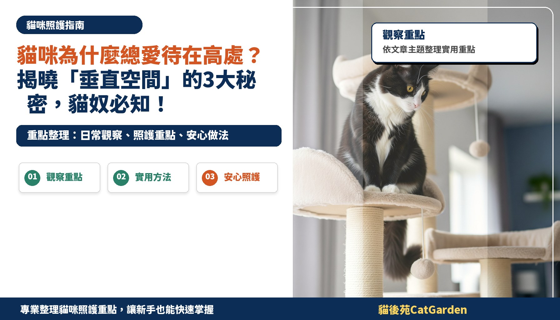 貓咪為什麼總愛待在高處？揭曉「垂直空間」的3大秘密，貓奴必知！