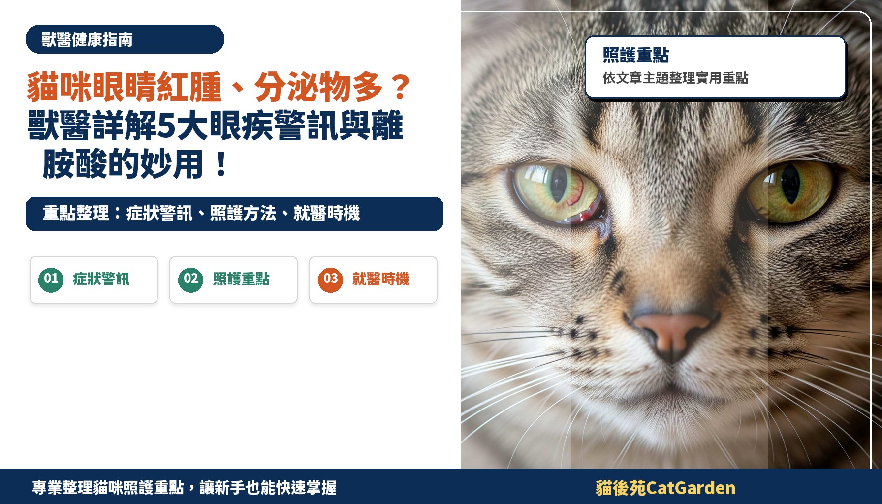 貓咪眼睛紅腫、分泌物多？獸醫詳解5大眼疾警訊與離胺酸的妙用！