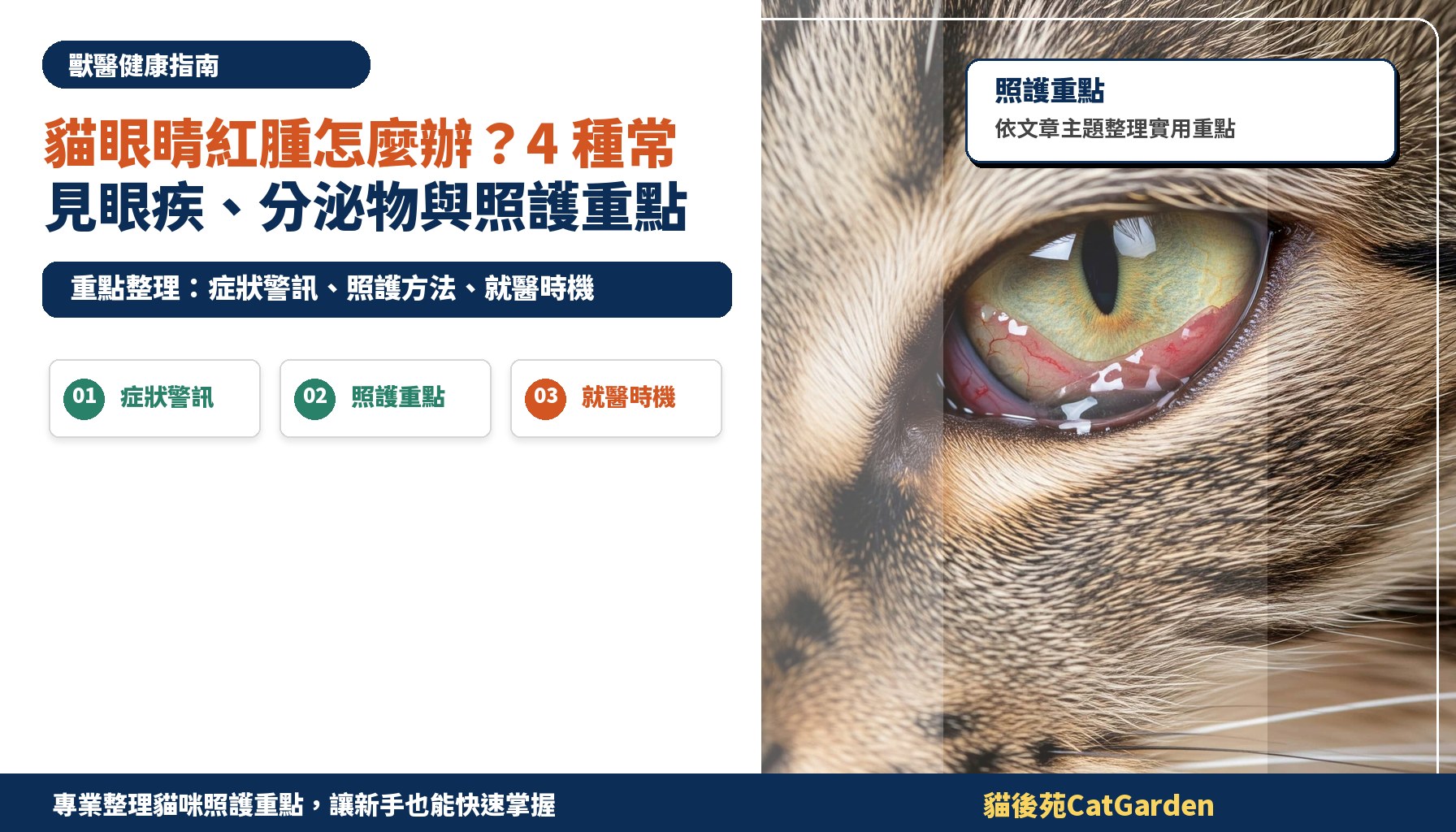 貓眼睛紅腫怎麼辦？4 種常見眼疾、分泌物與照護重點