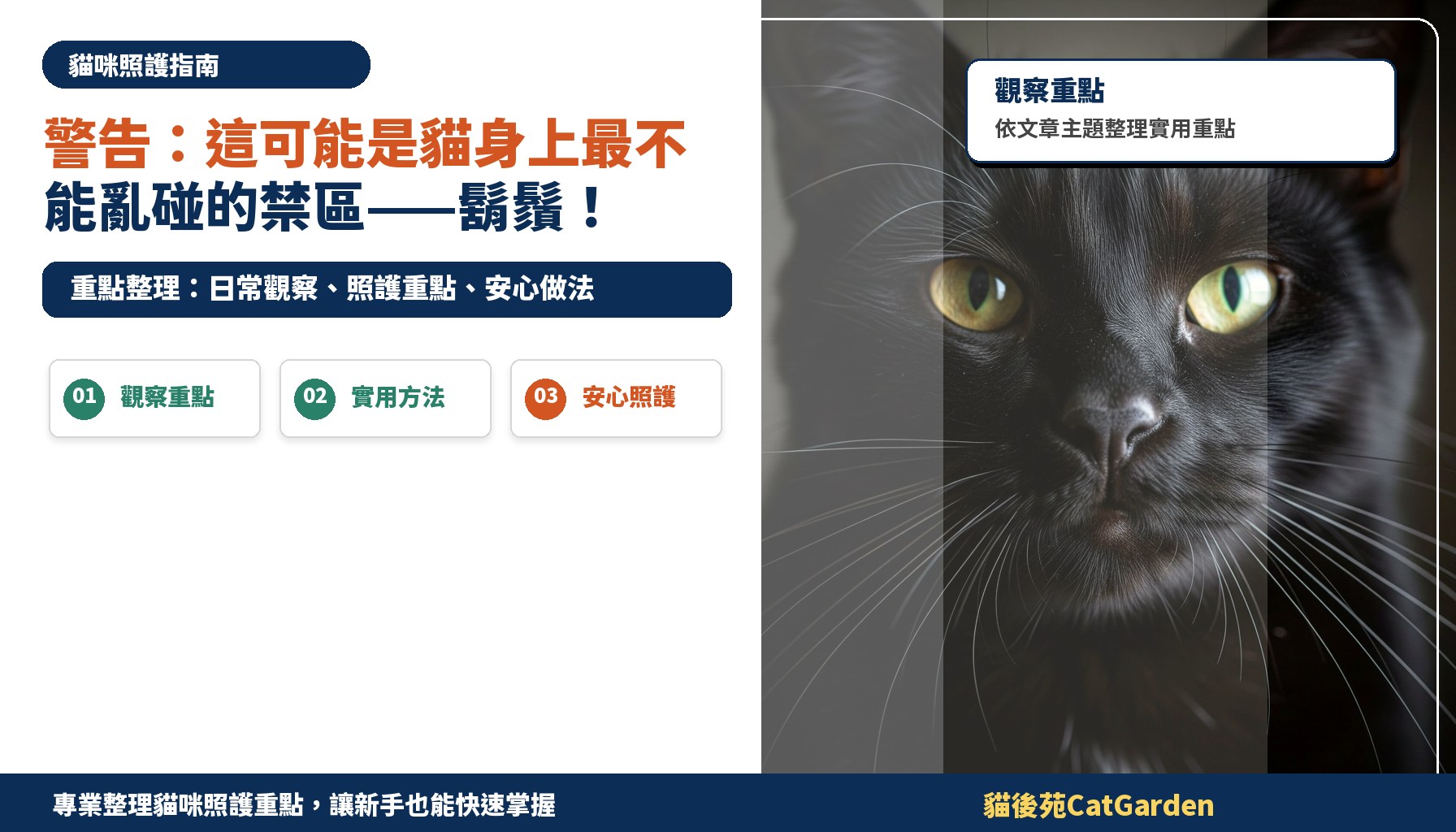 警告：這可能是貓身上最不能亂碰的禁區——鬍鬚！