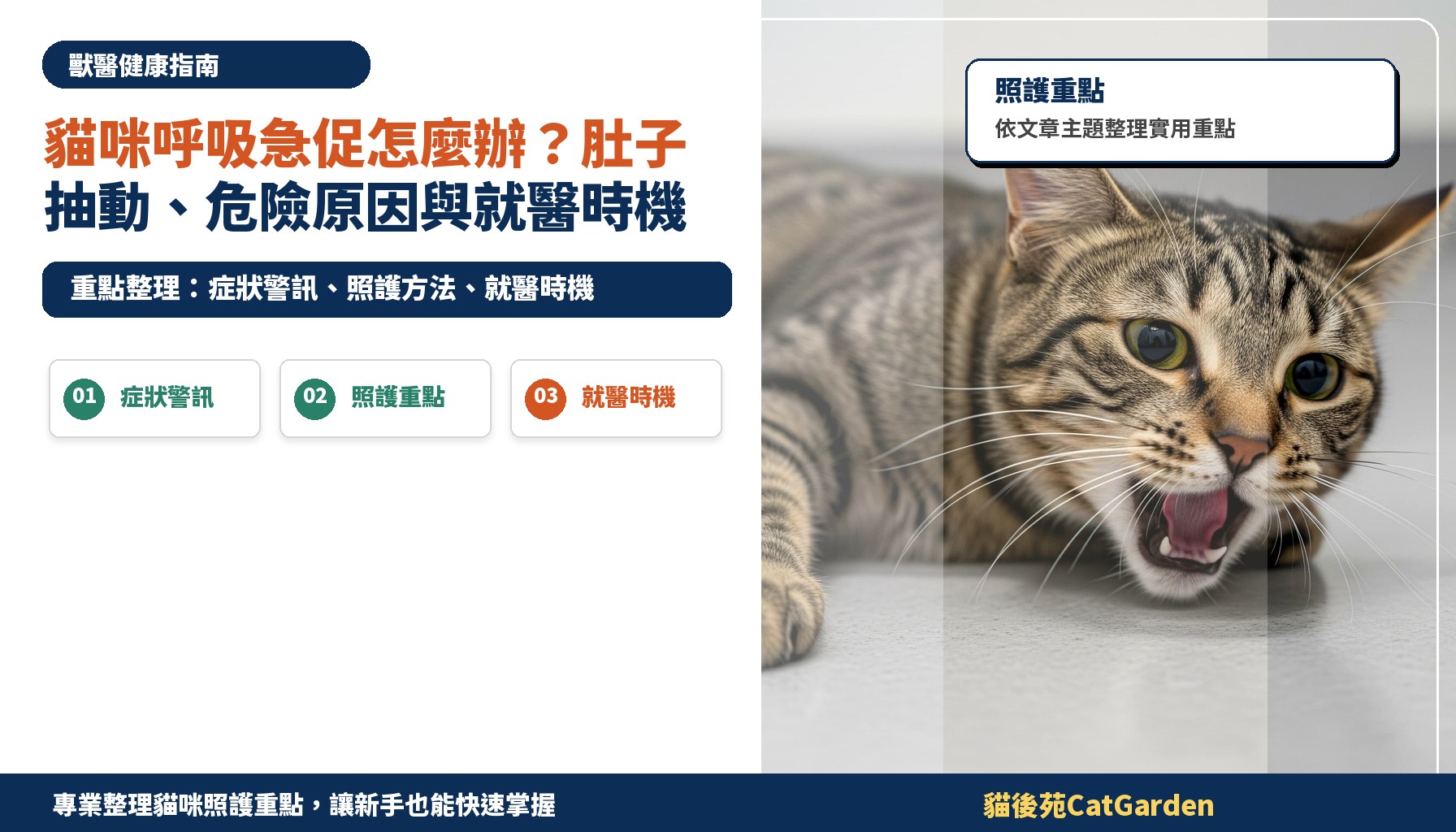 貓咪呼吸急促怎麼辦？肚子抽動、危險原因與就醫時機