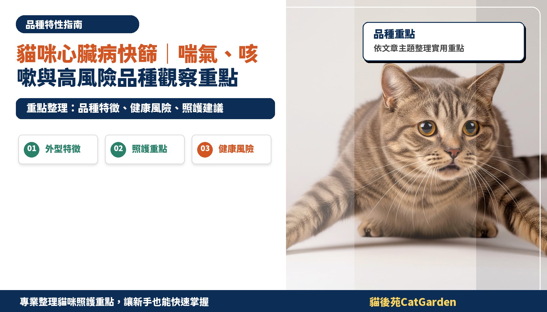 貓咪心臟病快篩｜喘氣、咳嗽與高風險品種觀察重點