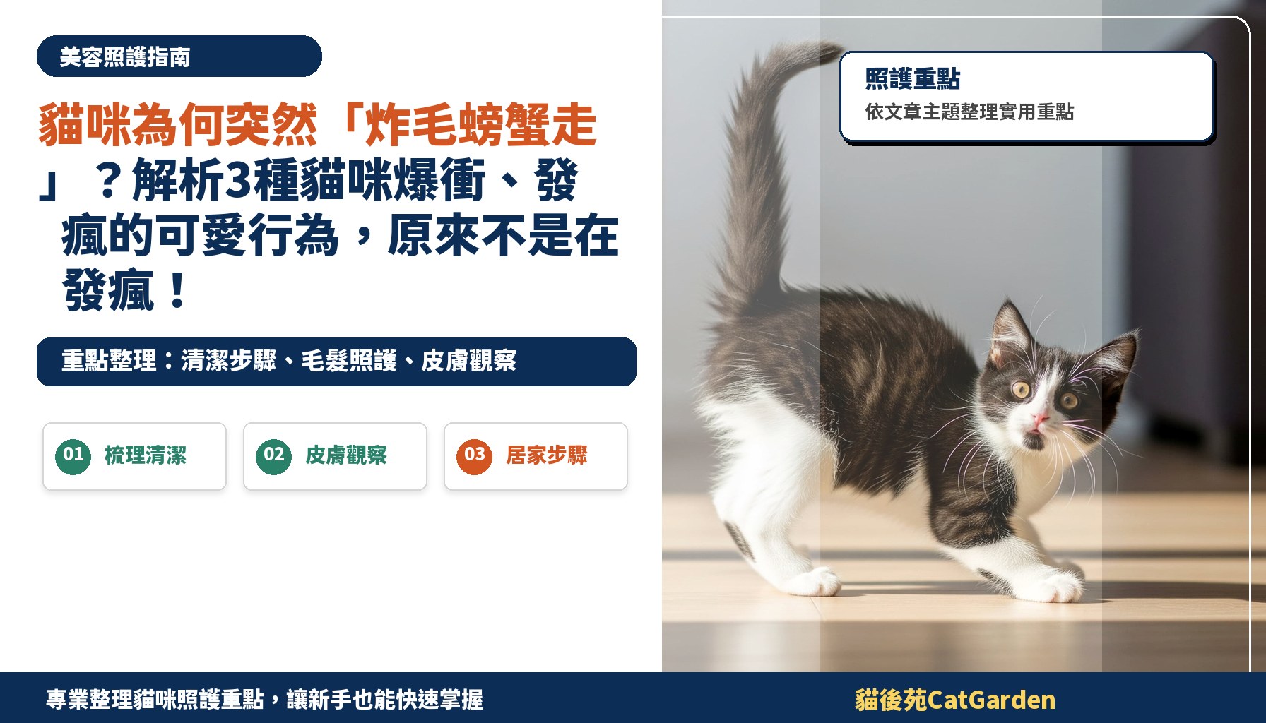 貓咪為何突然「炸毛螃蟹走」？解析3種貓咪爆衝、發瘋的可愛行為，原來不是在發瘋！