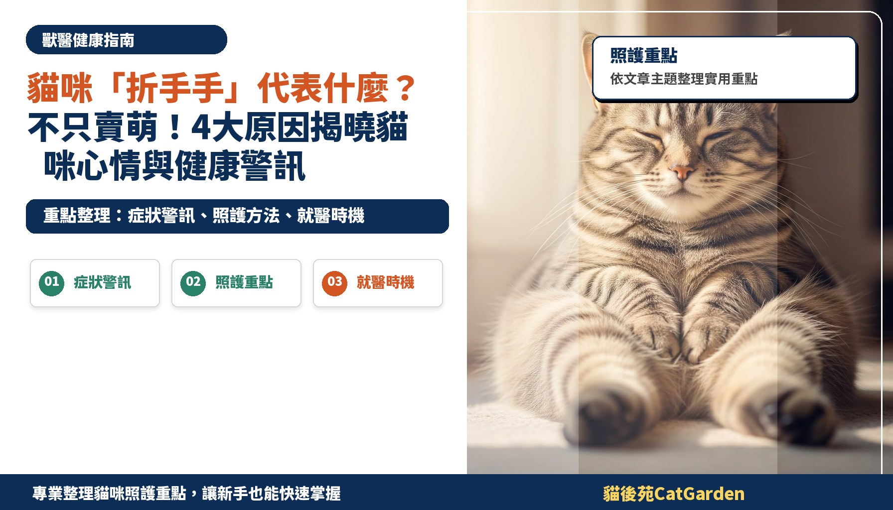 貓咪「折手手」代表什麼？不只賣萌！4大原因揭曉貓咪心情與健康警訊